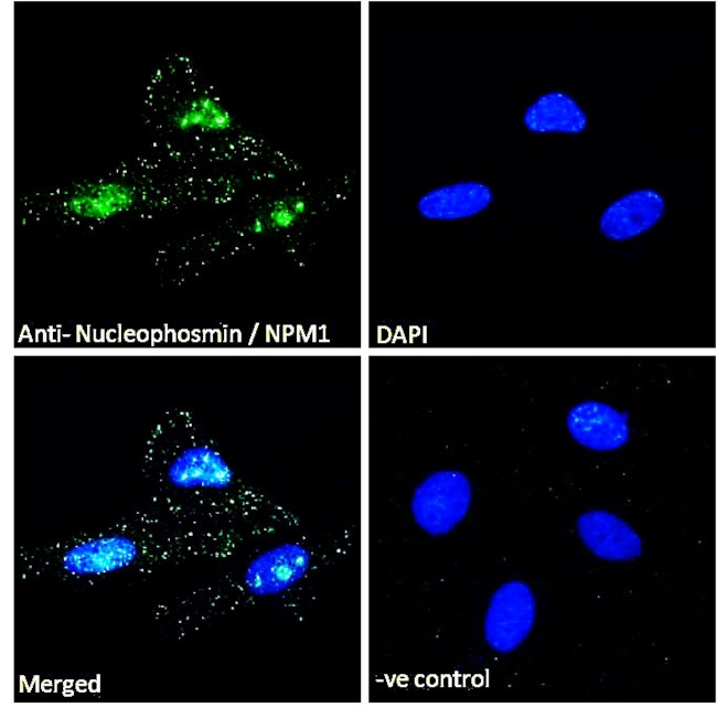 NPM1 Antibody in Immunocytochemistry (ICC/IF)