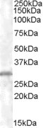 CHMP5 Antibody in Western Blot (WB)