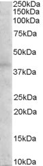 MC3R Antibody in Western Blot (WB)