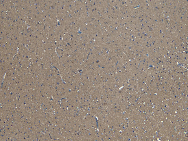 GAD65 Antibody in Immunohistochemistry (Paraffin) (IHC (P))