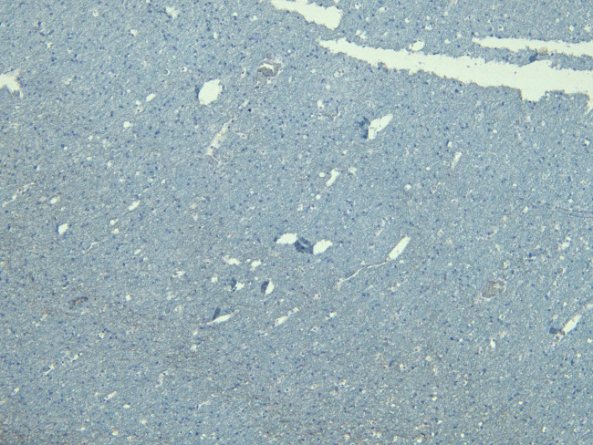 GAD65 Antibody in Immunohistochemistry (Paraffin) (IHC (P))