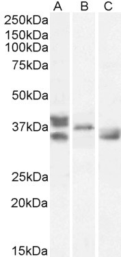 Renalase Antibody in Western Blot (WB)