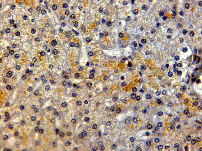 LRP5 Antibody in Immunohistochemistry (Paraffin) (IHC (P))