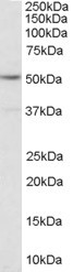 HTR2C Antibody in Western Blot (WB)