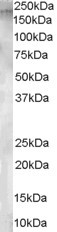 CD249 Antibody in Western Blot (WB)