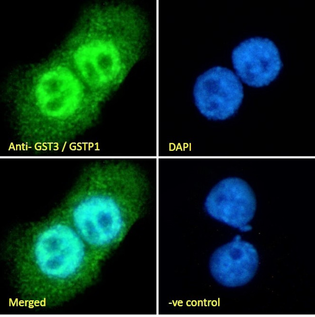 GSTP1 Antibody in Immunocytochemistry (ICC/IF)