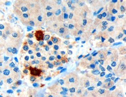 PPY Antibody in Immunohistochemistry (Paraffin) (IHC (P))