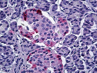 PPY Antibody in Immunohistochemistry (Paraffin) (IHC (P))