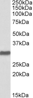 OCT4 Antibody in Western Blot (WB)