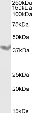 DAZL Antibody in Western Blot (WB)