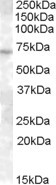 ABCE1 Antibody in Western Blot (WB)