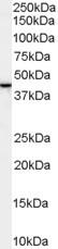 ERLIN2 Antibody in Western Blot (WB)