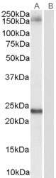 GOLGA3 Antibody in Western Blot (WB)