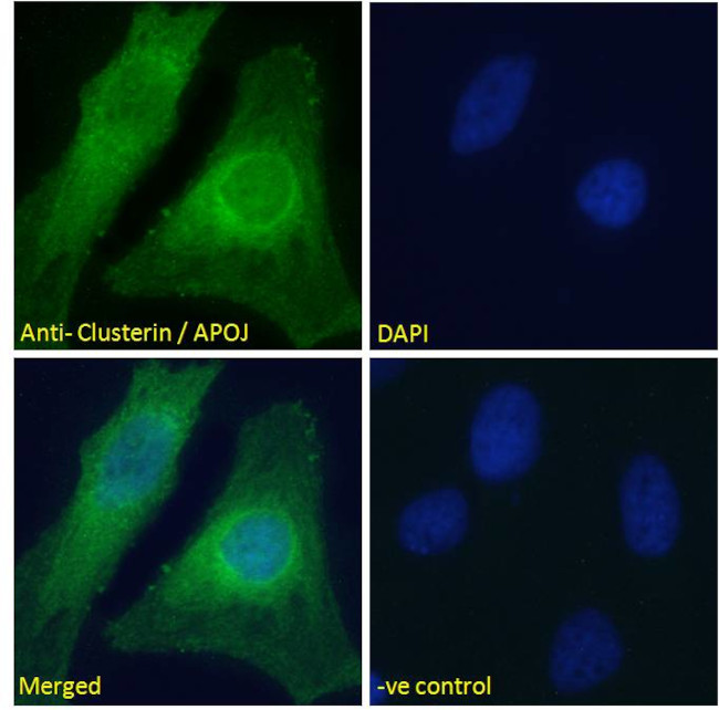 Apolipoprotein J Antibody in Immunocytochemistry (ICC/IF)