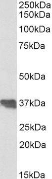 Apolipoprotein J Antibody in Western Blot (WB)