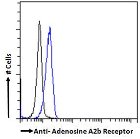 ADORA2B Antibody in Flow Cytometry (Flow)