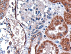 DARC Antibody in Immunohistochemistry (Paraffin) (IHC (P))