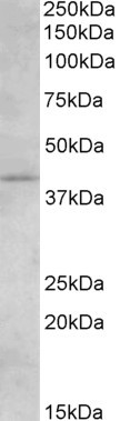 CNR2 Antibody in Western Blot (WB)