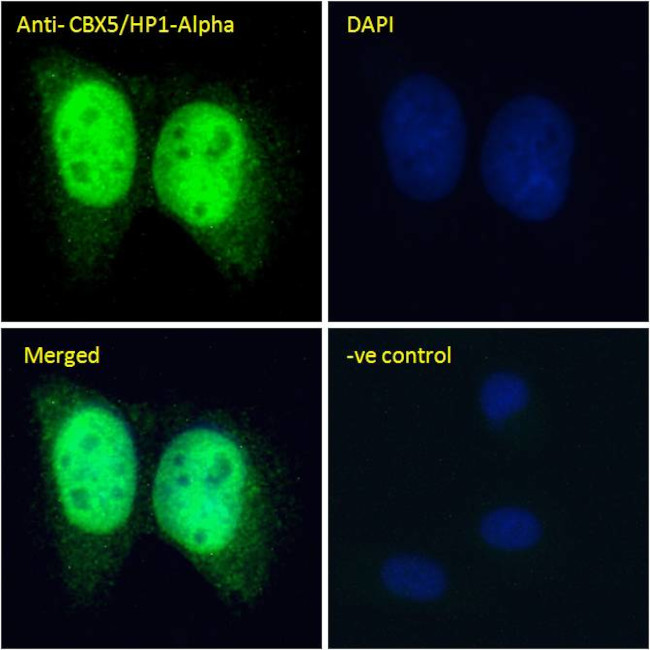 HP1 alpha Antibody in Immunocytochemistry (ICC/IF)