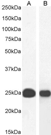 HP1 alpha Antibody in Western Blot (WB)