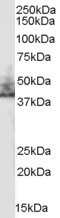 NHERF2 Antibody in Western Blot (WB)