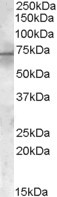 PDK1 Antibody in Western Blot (WB)