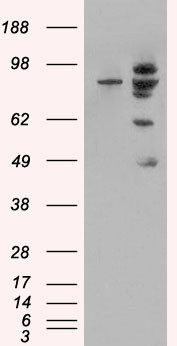 MDM2 Antibody in Western Blot (WB)