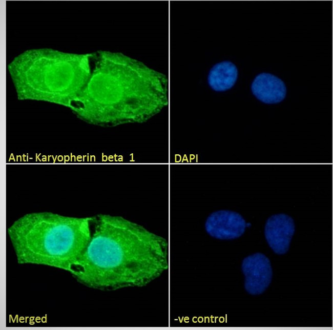 KPNB1 Antibody in Immunocytochemistry (ICC/IF)