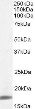 Cyclophilin A Antibody in Western Blot (WB)