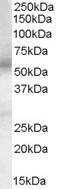 PTGER4 Antibody in Western Blot (WB)