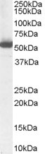 ALDH1A1 Antibody in Western Blot (WB)