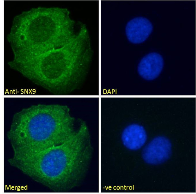 SNX9 Antibody in Immunocytochemistry (ICC/IF)