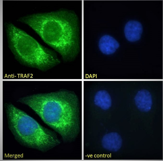 TRAF2 Antibody in Immunocytochemistry (ICC/IF)