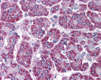 TRAF2 Antibody in Immunohistochemistry (Paraffin) (IHC (P))