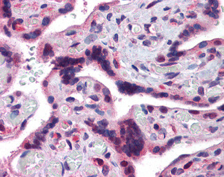 TRAF2 Antibody in Immunohistochemistry (Paraffin) (IHC (P))