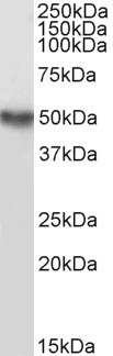 TRAF2 Antibody in Western Blot (WB)