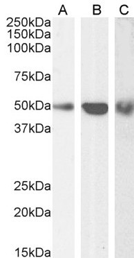 TRAF2 Antibody in Western Blot (WB)