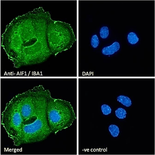 IBA1 Antibody in Immunocytochemistry (ICC/IF)