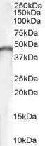 Creatine Kinase BB Antibody in Western Blot (WB)