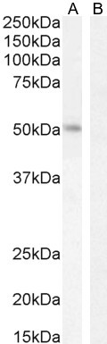 LEF1 Antibody in Western Blot (WB)