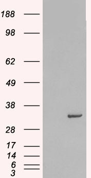 Syntaxin 6 Antibody in Western Blot (WB)