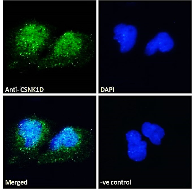 CK1 delta Antibody in Immunocytochemistry (ICC/IF)