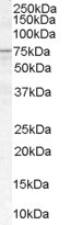 ACSL5 Antibody in Western Blot (WB)