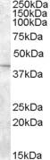 SLC24A5 Antibody in Western Blot (WB)