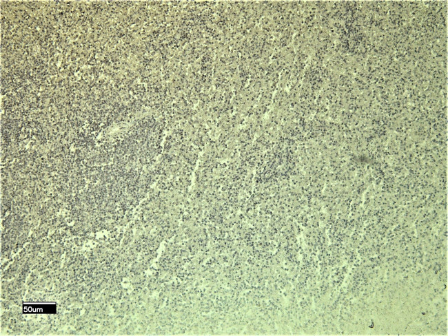 Leptin Receptor Antibody in Immunohistochemistry (Paraffin) (IHC (P))