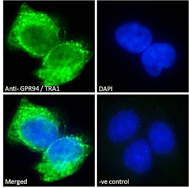 GRP94 Antibody in Immunocytochemistry (ICC/IF)