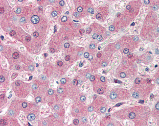 GRP94 Antibody in Immunohistochemistry (Paraffin) (IHC (P))