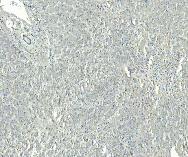 GRP94 Antibody in Immunohistochemistry (Paraffin) (IHC (P))