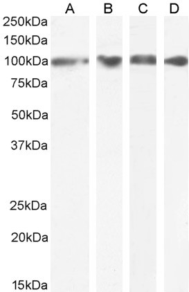 GRP94 Antibody in Western Blot (WB)