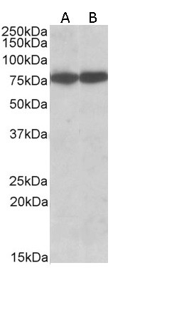 HSC70 Antibody in Western Blot (WB)